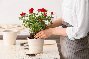 Woman repotting rose at home