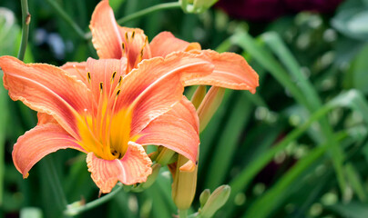 orange lily blossomed in the garden, close up as texture for background