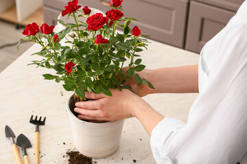 Woman repotting rose at home