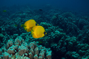 Naklejka na ściany i meble Golden butterflyfish (Chaetodon semilarvatus) Underwater world of coral reef near Makadi Bay, Hurghada, Egypt