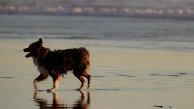Happy Australian Shepherd dog running and chasing seagulls on the beach. Slow Motion.