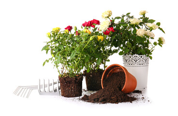 Rose plants and gardening supplies on white background