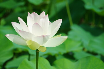 花　ハス　はす　蓮　ホワイト