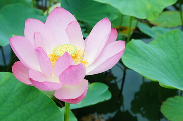 花　はす　ハス　蓮