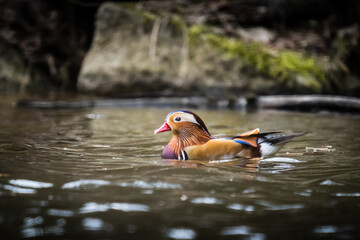 A beautiful male mandarin duck