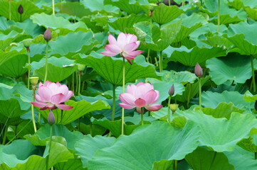 蓮　ハス　はす　花