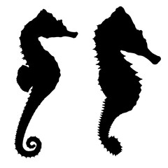 Silhouette of a seahorse isolated on a white background. Vector illustration © German Ovchinnikov