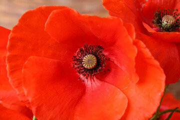Beautiful red poppy flowers, closeup
