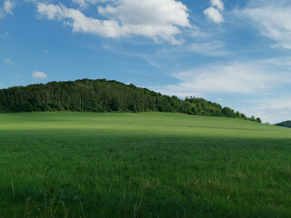 Gorgeous landscape with a lush green field of grass and a thickly tree-covered hill under a blue sky