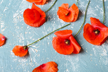 Beautiful red poppy flowers on color background, closeup