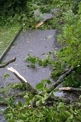 Shattered trees and branches after heavy nightly summer thunderstorm at City of Zurich. Photo taken July 13th, 2021, Zurich, Switzerland.