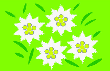 Edelweiss flowers in bloom.