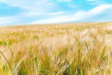 Barley or Rye Grain and sky. Close-up of cereal plants agriculture field against bright sunny Blue Sky and sun.