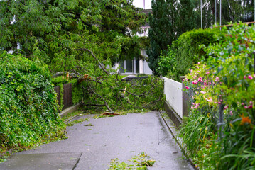 Fototapeta na wymiar Shattered trees and branches after heavy nightly summer thunderstorm at City of Zurich. Photo taken July 13th, 2021, Zurich, Switzerland.