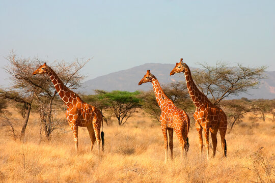 Girafe réticulée giraffa reticulata Afrique Samburu Kenya