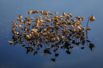 青空が映りこんだ青い池で茶色く枯れた蓮の葉がたくさん集まって魚の形になっている