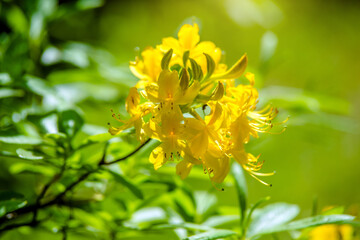 Yellow rhododendron blooms in spring in the garden
