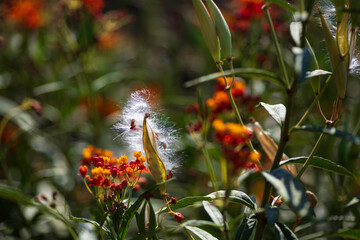 Floral background. Closeup view of flowers. Selective focus. Blurred background