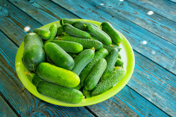 Juicy fresh cucumbers in a bowl on an old wooden table