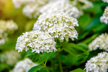 White hydrangea blooms in summer in the city Park
