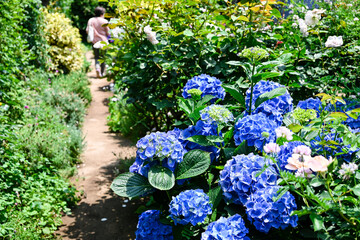 紫陽花の小道