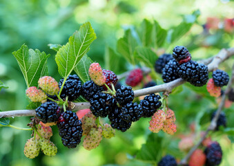 Bunches of ripe mulberry on a branch on a natural background