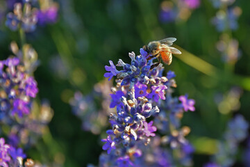 bee on lavender
