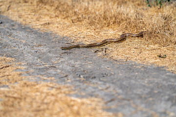 Pacific gopher snake (Pituophis catenifer catenifer) crawls out of dry grass.