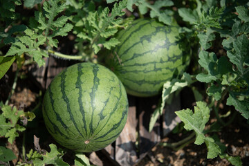 Organic watermelon growing in garden with foliage on ground under sunlight