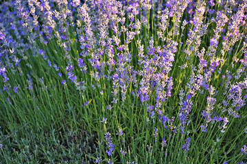 Obraz premium field of lavender