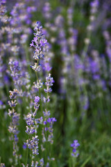 lavender flowers in the garden