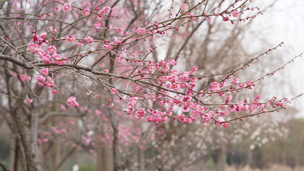 The beautiful spring view with the colorful flowers blooming in the wild field in spring