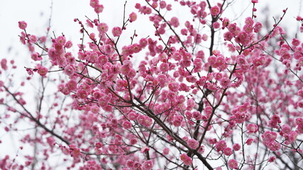 The beautiful spring view with the colorful flowers blooming in the wild field in spring