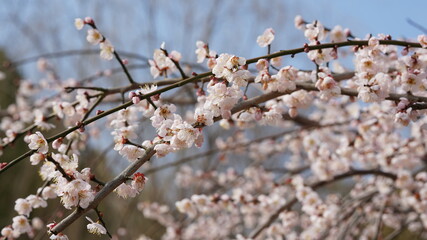 The beautiful spring view with the colorful flowers blooming in the wild field in spring