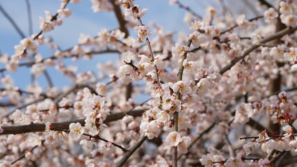The beautiful spring view with the colorful flowers blooming in the wild field in spring