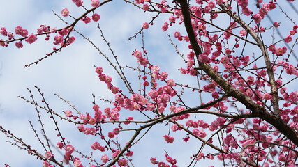 The beautiful spring view with the colorful flowers blooming in the wild field in spring