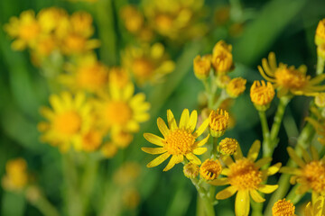 Closeup of a yellow ragwort blossom (Jacobaea vulgaris). Poison plant for grazing cattle. Copy space.