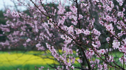 Fototapeta premium The beautiful spring view with the colorful flowers blooming in the wild field in spring
