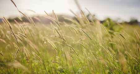 Background of ripening ears of meadow wheat field.