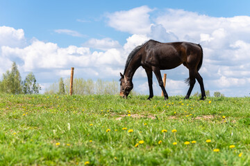 Horse on green pasture with green grass against blue sky with clouds.Nice summer sunny day.The horse is black.