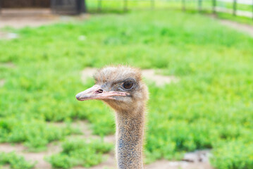 Portrait of an ostrich with big eyes pink beak against blurred green background.sunny summer day. Ostrich eyes closeup.