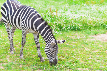 Nice striped black and white zebra is eating green grass. Summer green meadow sunny day.