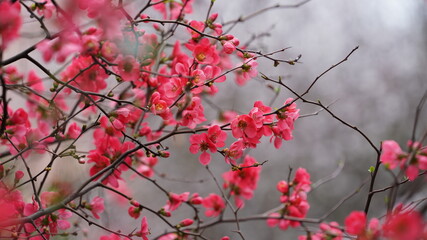 The beautiful spring view with the colorful flowers blooming in the wild field in spring