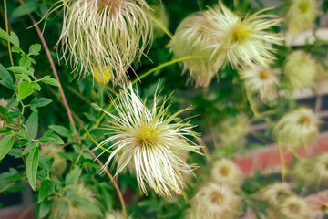 Fluff of faded clematis flowers