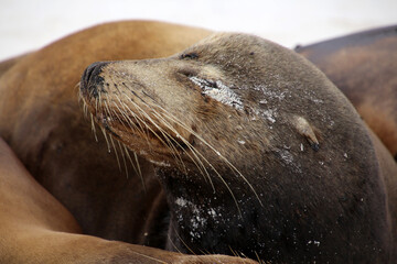 Obraz premium Galapagos sea lion on Gardner Bay beach, Espanola Island, Galapagos Island, Ecuador