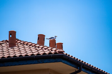 a bird sits on a roof of clay tiles