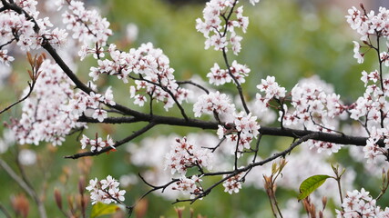 The beautiful spring view with the colorful flowers blooming in the wild field in spring