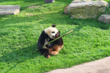 panda eating bamboo © dede