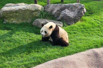panda eating grass © dede