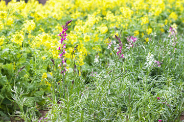 flowers in the field
